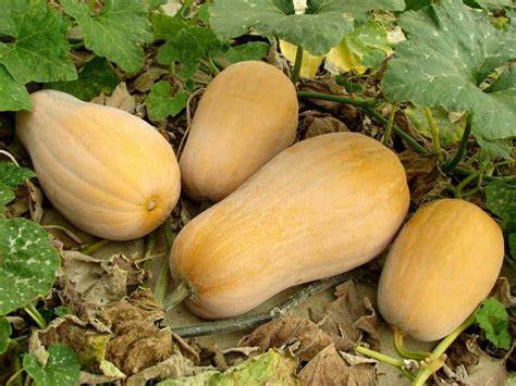 Butternut environ 1 kg