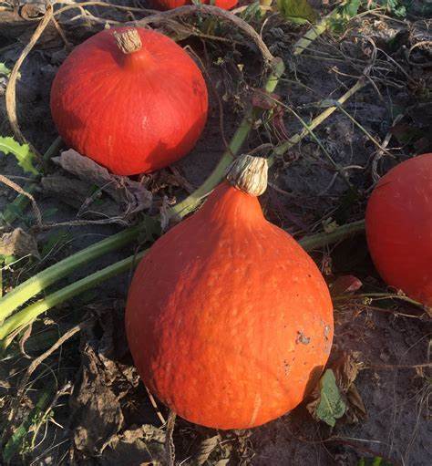 Potimarron environ 1 kg