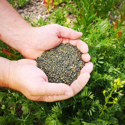 Lentilles vertes bio 500g